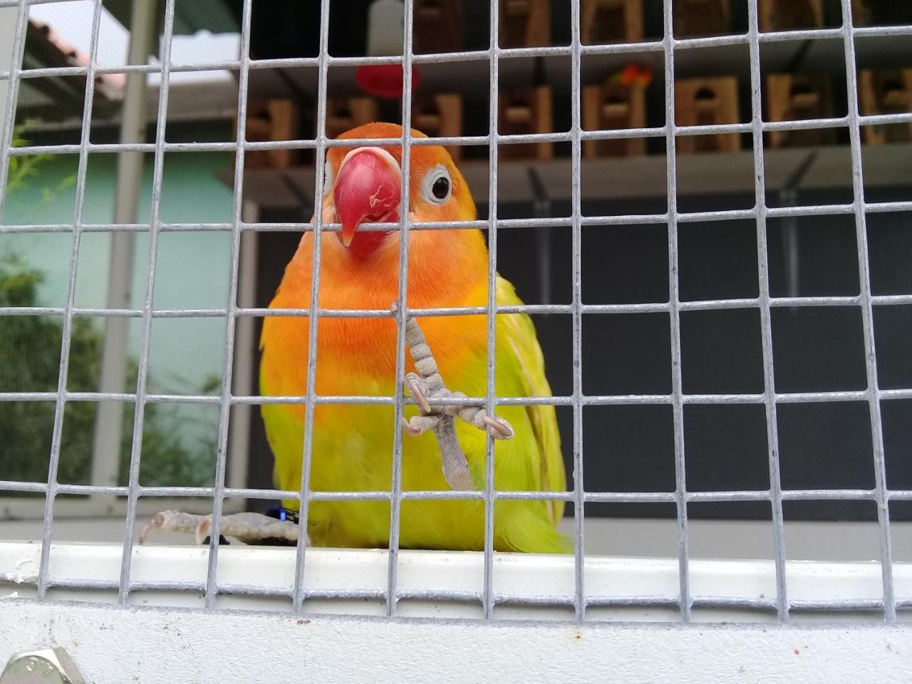 Wisma Lovebird Kalianget Eksteriør bilde